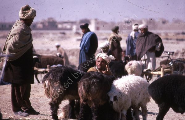 Afghani Farmer Negotiating a Sheep Sale, Camel Market, Kabul